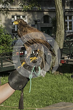 Falconer with falcon