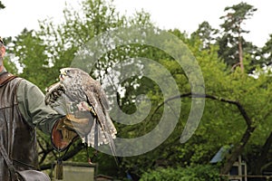 Falconer with Falcon,falco cherrug .