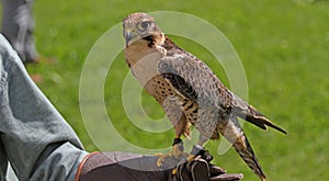 Falconer with the Falcon on training glove