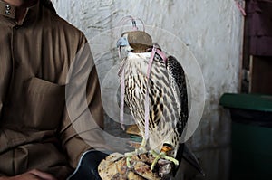 Falconer with falconry falcon