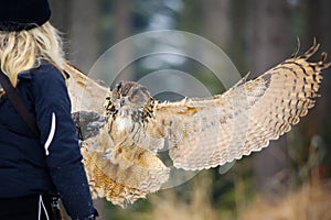 Falconer girl from back with gauntlet and landing flying Eurasian Eagle Owl winter forest