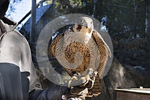 Falconer with hawk on the hand.