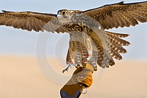 Falconer Holding his Falcon Bird in a Middle East Desert Location