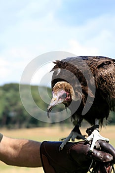 Falconer and hooded vulture