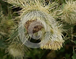 Falconer`s thistle, Cirsium falconeri