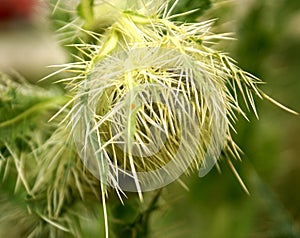 Falconer`s thistle, Cirsium falconeri