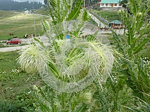 Falconer`s thistle, Cirsium falconeri