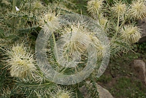 Falconer`s thistle, Cirsium falconeri