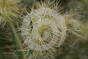 Falconer`s thistle, Cirsium falconeri