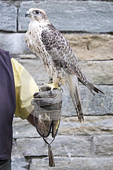 Falconer with saker falcon