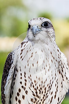 Falconidae