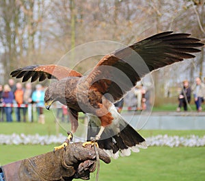 Falconry