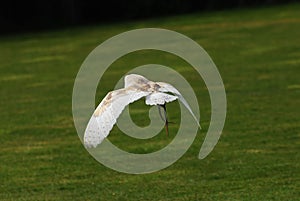 Falconry barn owl flying over a green meadow