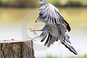 Falconry. Beautiful Gymnogene bird of prey in flight grabbing food