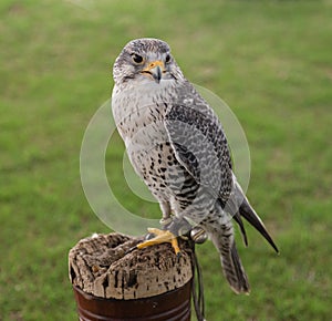 Falconry Bird of Prey