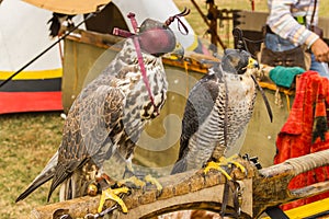 Falconry Birds of Prey