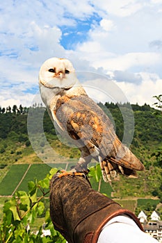 Falconry at Cochem Castle