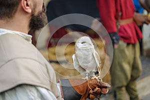 Falconry Display