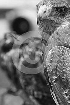 Falconry eagle black & white