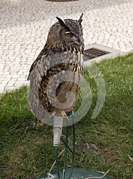 Falconry Eagle-Owl