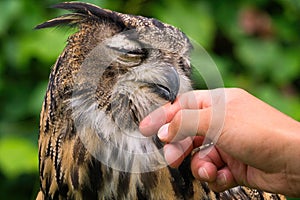 Falconry: Eurasian Eagle-Owl is reassured by the falconer photo