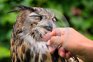 Falconry: Eurasian Eagle-Owl is reassured by the falconer photo