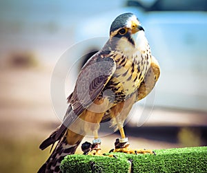 Falconry falcon birds of prey