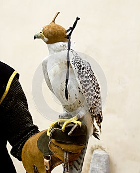 Falconry falcon rapacious bird in glove hand