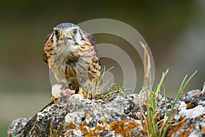 Falconry female American Kestrel