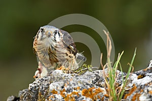 Falconry female American Kestrel