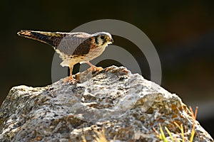 Falconry female American Kestrel