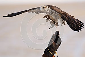 Falconry with Gyrfalcon