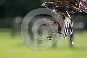 Falconry. Haris hawk bird of prey on display.