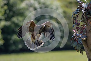 Falconry. Harris hawk bird of prey in flight hunting.