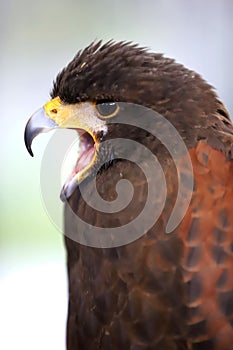 Falconry. Harris hawk Parabuteo unicinctus bird of prey