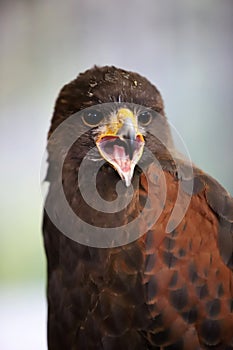 Falconry. Harris hawk Parabuteo unicinctus bird of prey