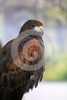 Falconry. Harris hawk Parabuteo unicinctus bird of prey