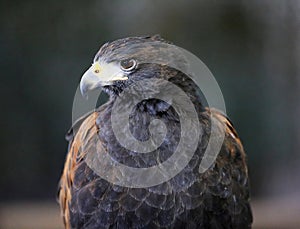 Falconry. Harris hawk Parabuteo unicinctus bird of prey