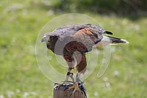 Falconry. Harris hawk bird of prey on display photo