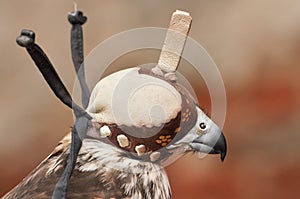 Falconry hood