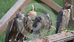 Falconry hood falcons