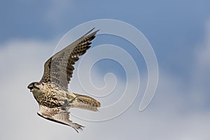 Falconry. Saker falcon bird of prey flying at speed.