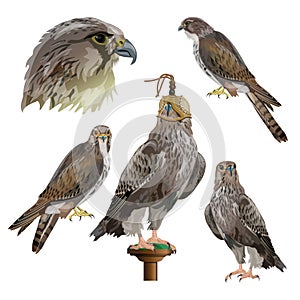 Falconry set vector