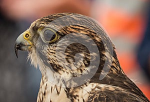 Falconry in Trasmoz, Zaragoza, Spain