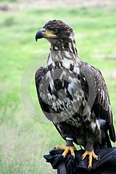 Falconry and young bald eagle