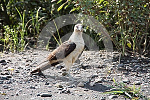 Falcons in Costa Rica Wildlife