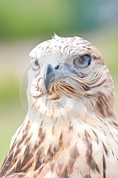 Falcons face