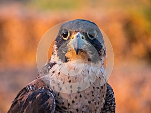 Falcons photo