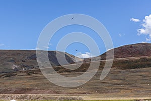 Falcons fly i the sky over steppes of Mongolia. Altai