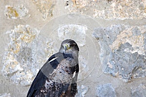 Falcons, are a genus from the family of the falcon-type